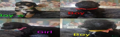 Mixed Breed 1