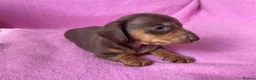 Miniature Dachshund dogs for sale: Quality Miniature Dachshund Puppies - Advert 13