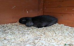Mini Lop rabbits for sale: Mini lop rabbits - Advert 7