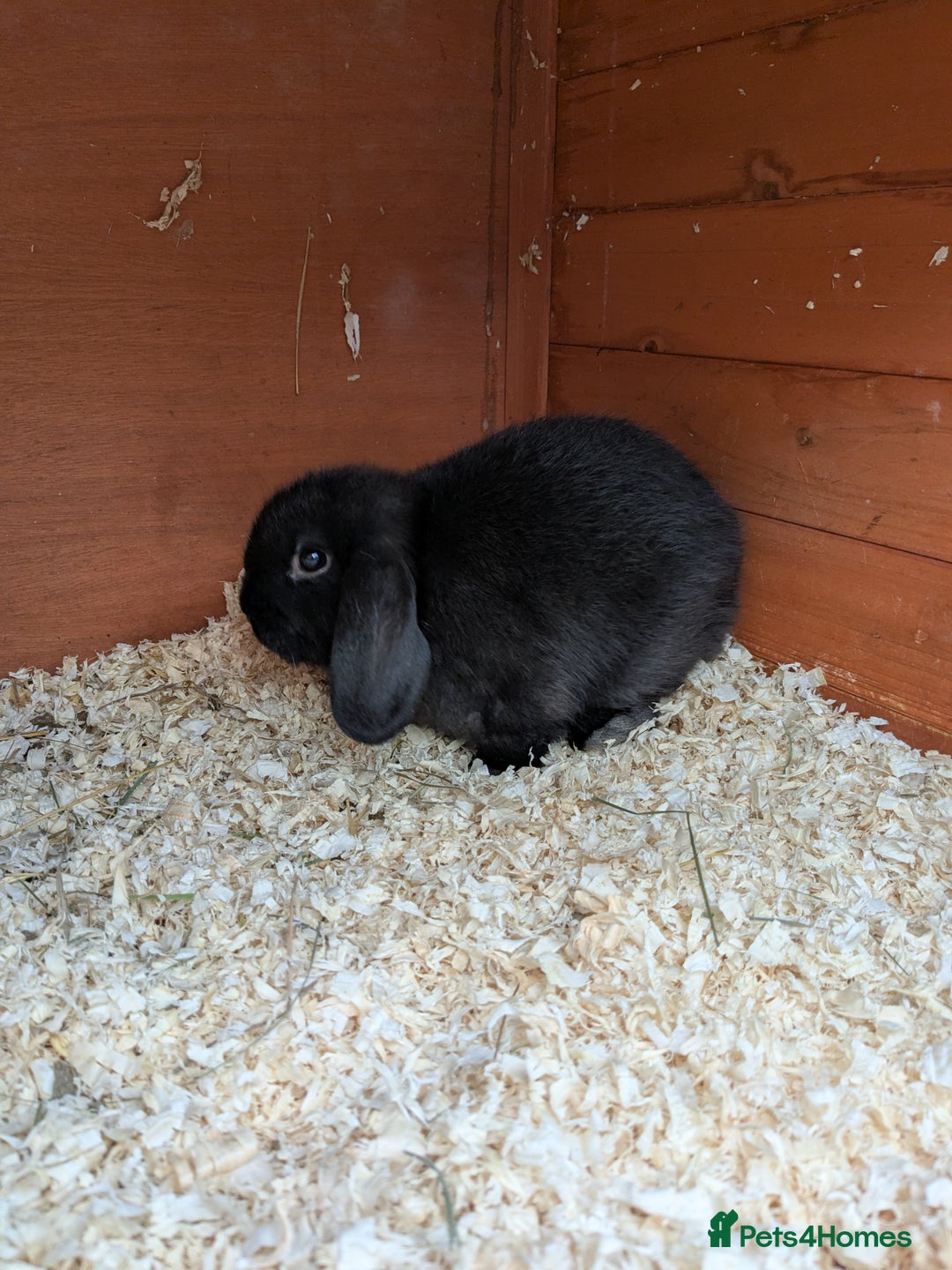 Mini Lop rabbits for sale: Mini lop rabbits - Advert 7