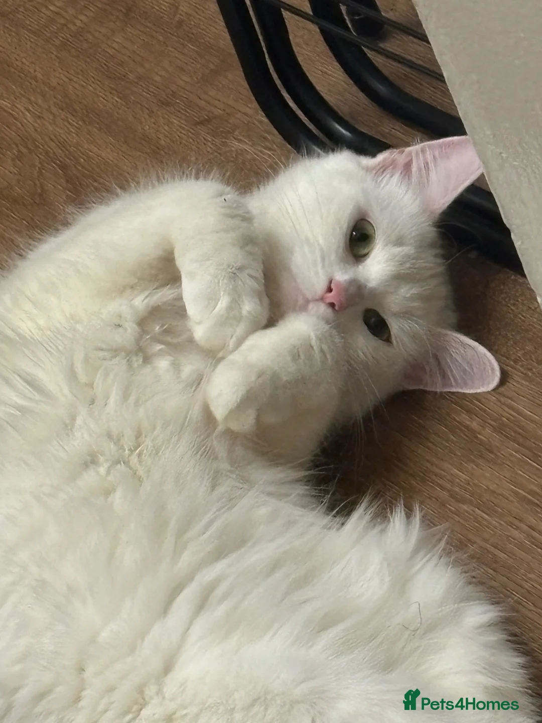 Mixed Breed cats for sale: Female cat for sale - Advert 2