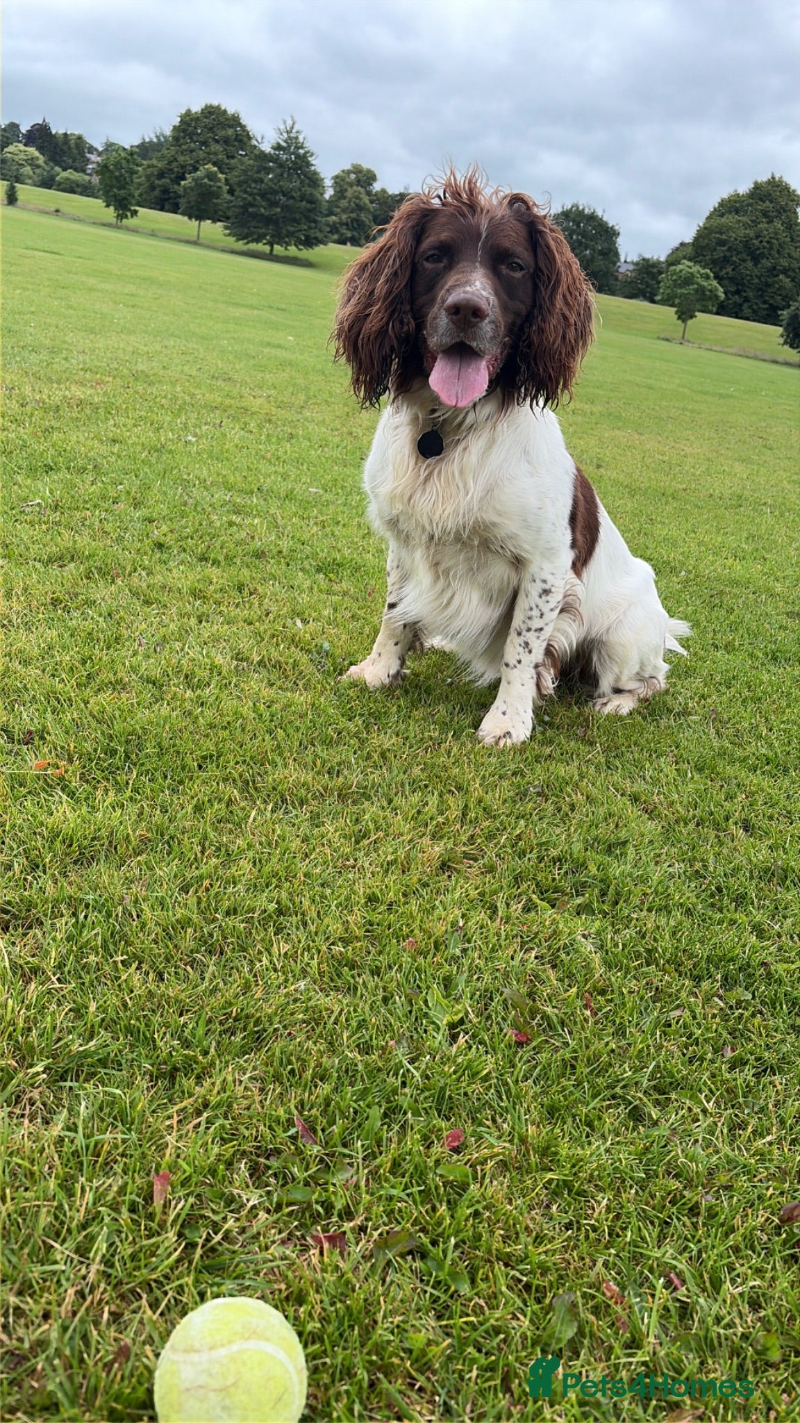 English Springer Spaniel dogs English Springer for Stud - Advert 3