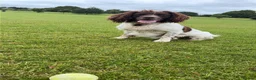 English Springer Spaniel dogs for stud: English Springer for Stud - Advert 1