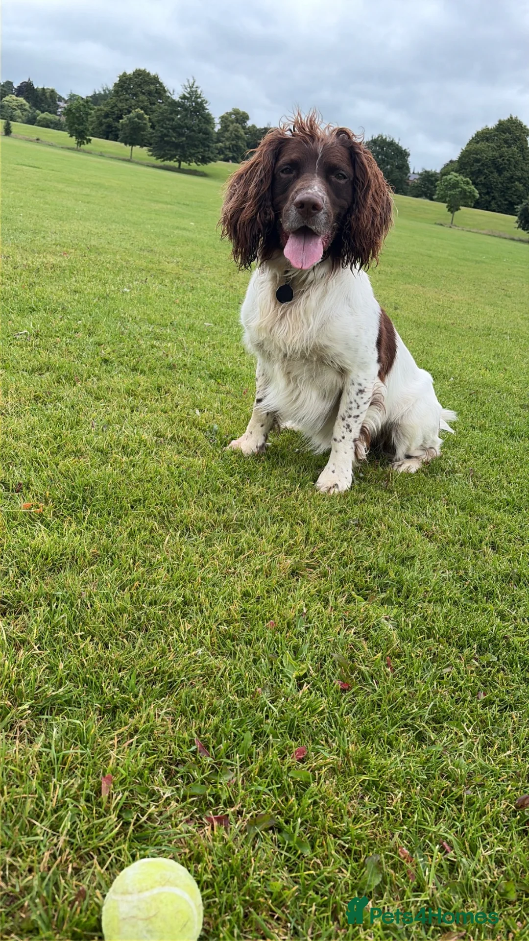 English Springer Spaniel dogs for stud: English Springer for Stud - Advert 1