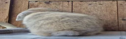 Mini Lop rabbits for sale: Mini lop babys ready now  - Advert 6