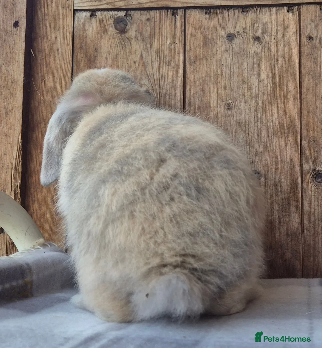 Mini Lop rabbits for sale: Mini lop babys ready now  - Advert 6