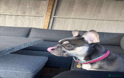 French Bulldog dogs for sale: Loving French bulldog Winnie  in Leicester - Image 6