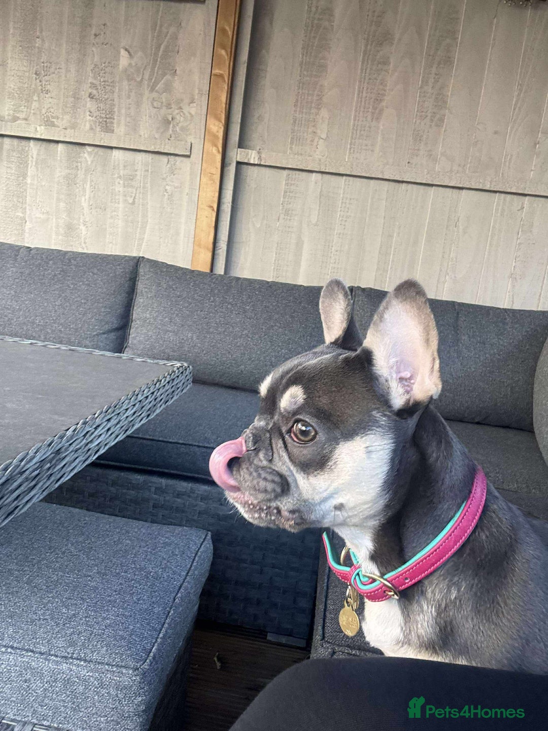 French Bulldog dogs for sale: Loving French bulldog Winnie  in Leicester - Image 6