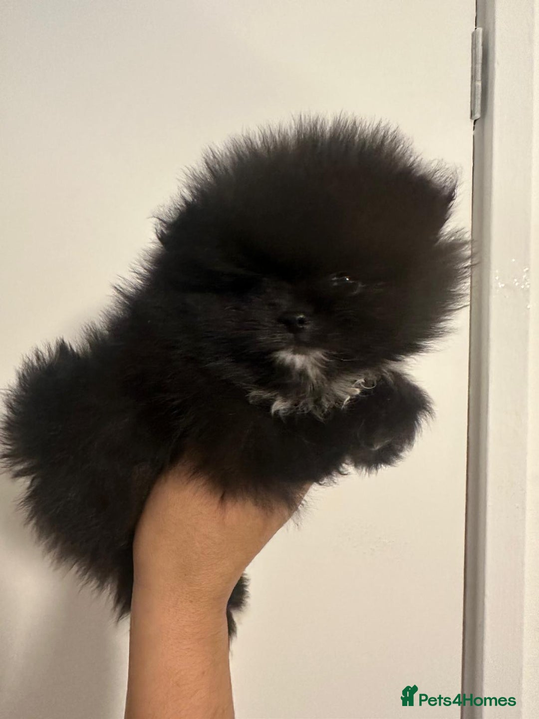 Pomeranian dogs for sale: Pomeranian puppies  - Advert 2