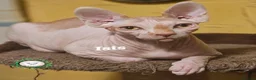 Sphynx cats for sale: Adorable Canadian Sphynx Champion father line.  - Advert 2