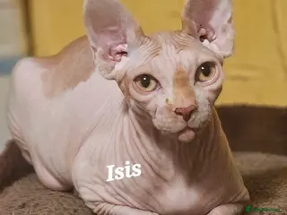 Sphynx cats Adorable Canadian Sphynx Champion father line. - Advert 2