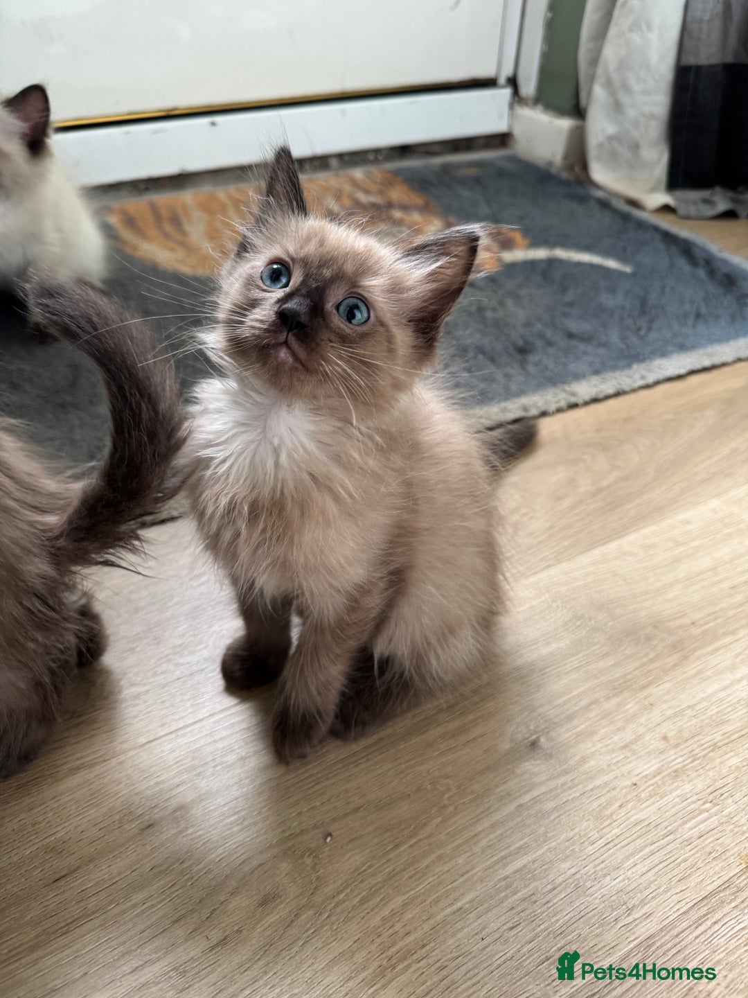 Ragdoll cats for sale: Beautiful Tica registered Ragdoll’s  - Image 14