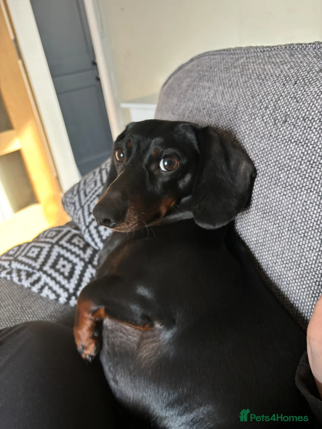 Dachshund dogs for sale: Rupert - Advert 2