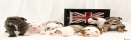 English Bulldog dogs for sale: English Bulldog Puppies – 3 Boys & 2 Girls in Exmouth - Advert 1