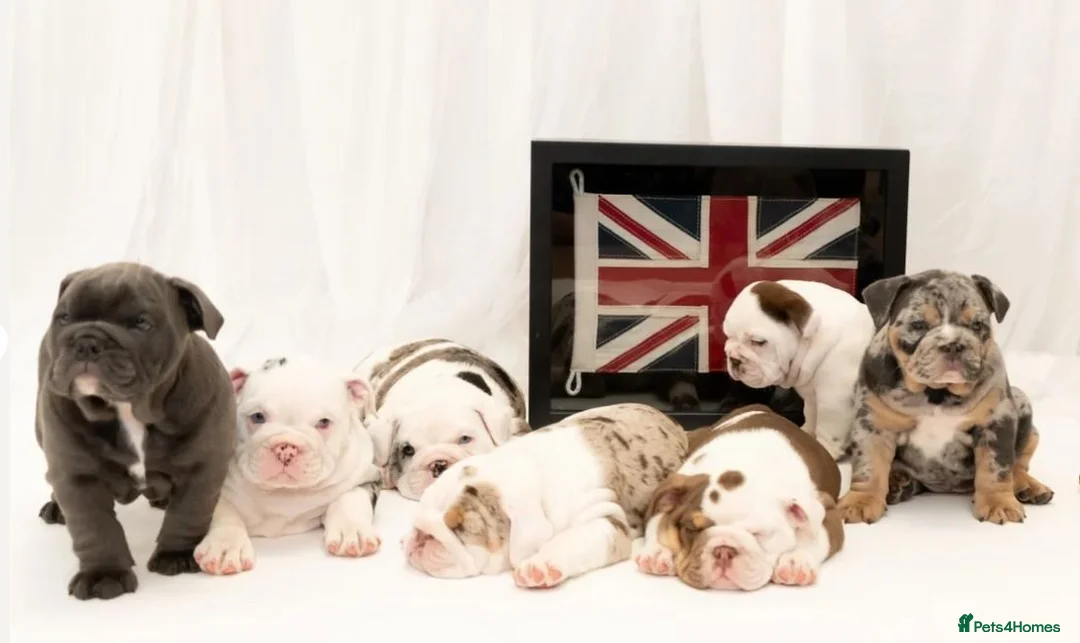 English Bulldog dogs for sale: English Bulldog Puppies – 3 Boys & 2 Girls in Exmouth - Advert 1