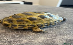 Tortoise reptiles for sale: Horsefield Tortoise, Male, 2y/o + Full Setup - Image 4