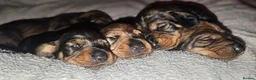 Dachshund dogs for sale: Standard Wirehair dachshund  - Advert 2