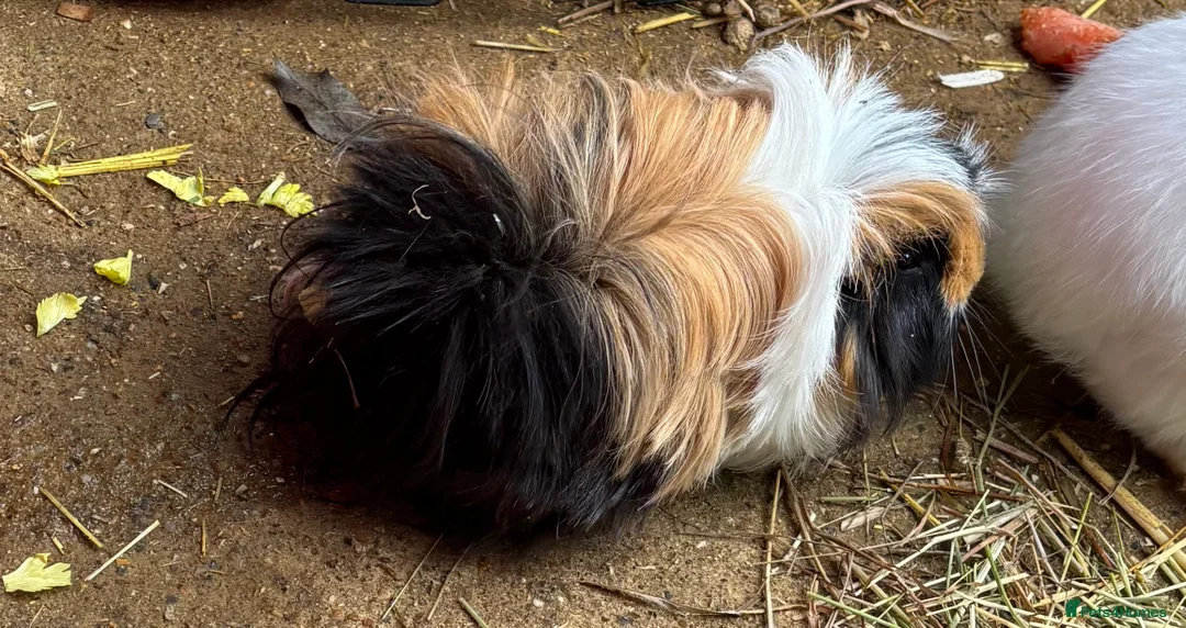 Guinea Pig rodents for sale:  Male guinea pig  - Advert 3