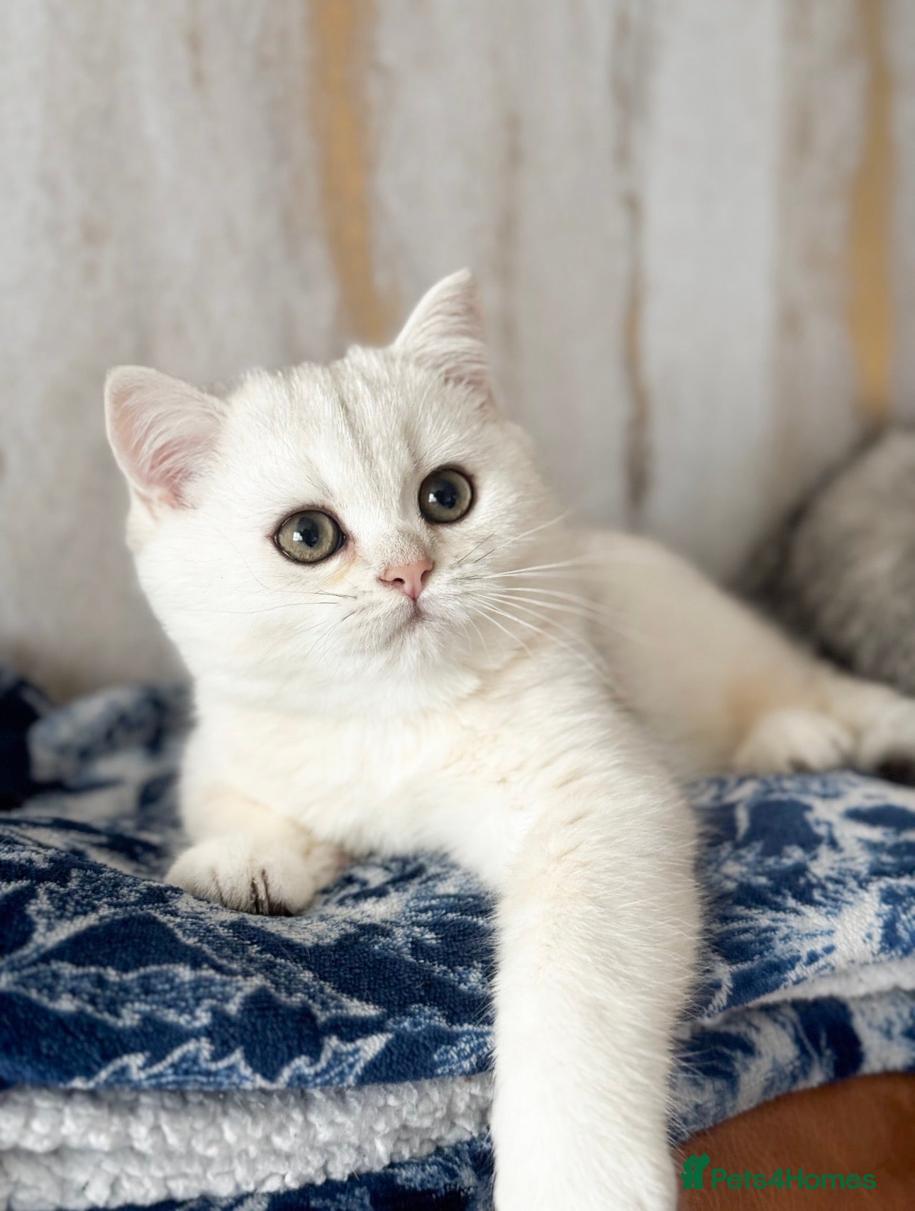 British Shorthair cats Pedigree British Shorthair kittens - Advert 2