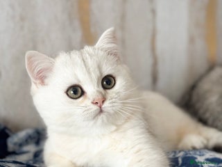 British Shorthair cats Pedigree British Shorthair kittens - Advert 1