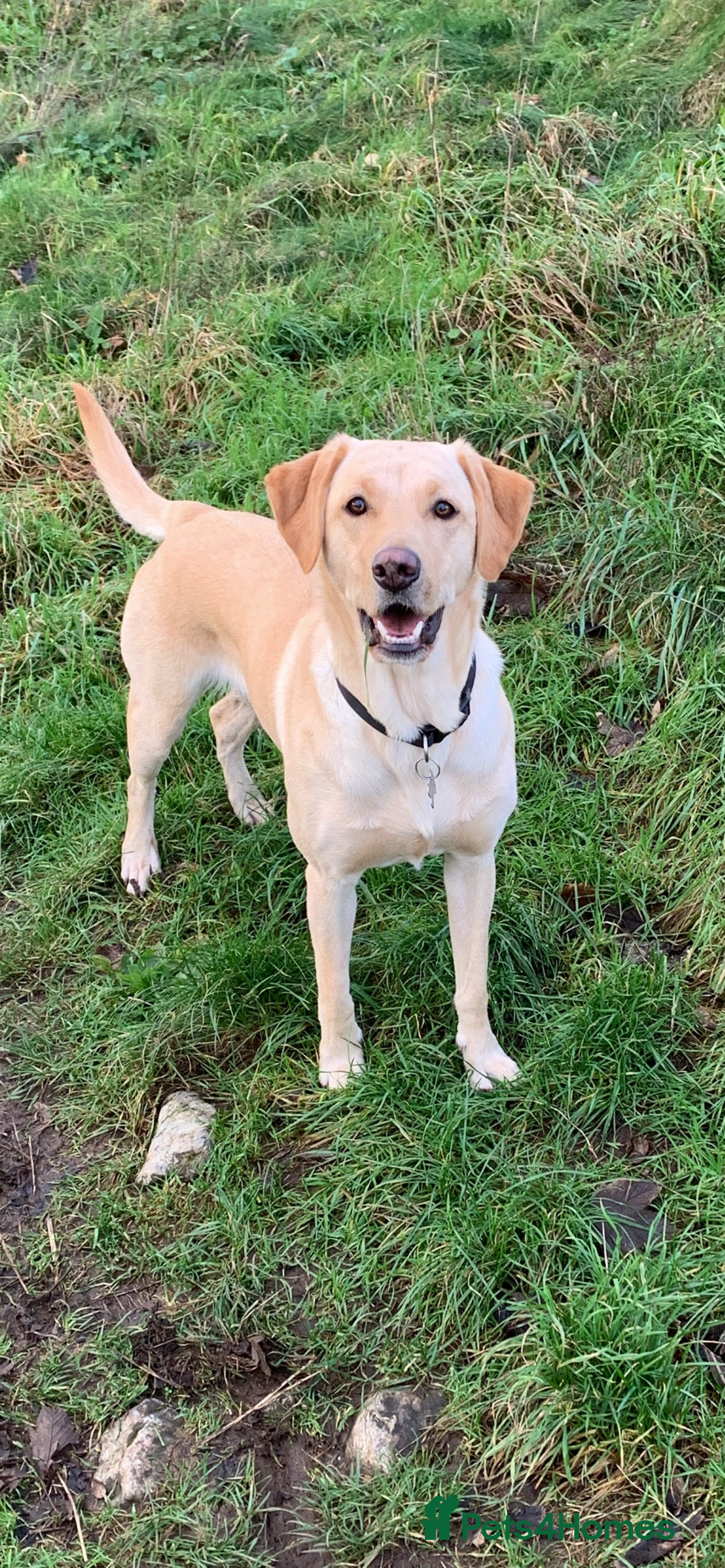 Goldador dogs for sale:  3 Very cute goldador female puppies  - Advert 2