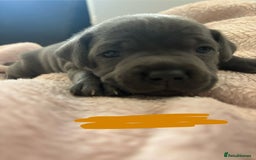 Staffordshire Bull Terrier dogs for sale: KC Registered Blue Staffordshire bull terrier - Image 25