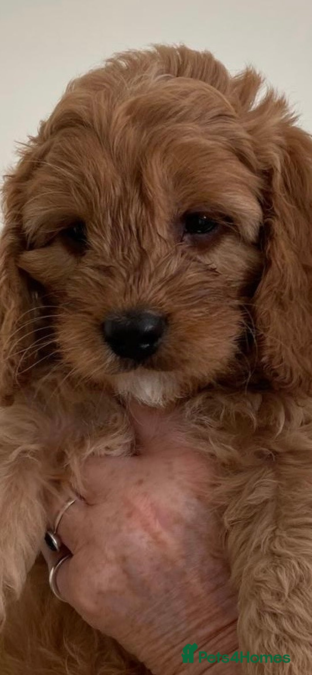 Cockapoo dogs for sale: F1b Cockapoos - Image 5