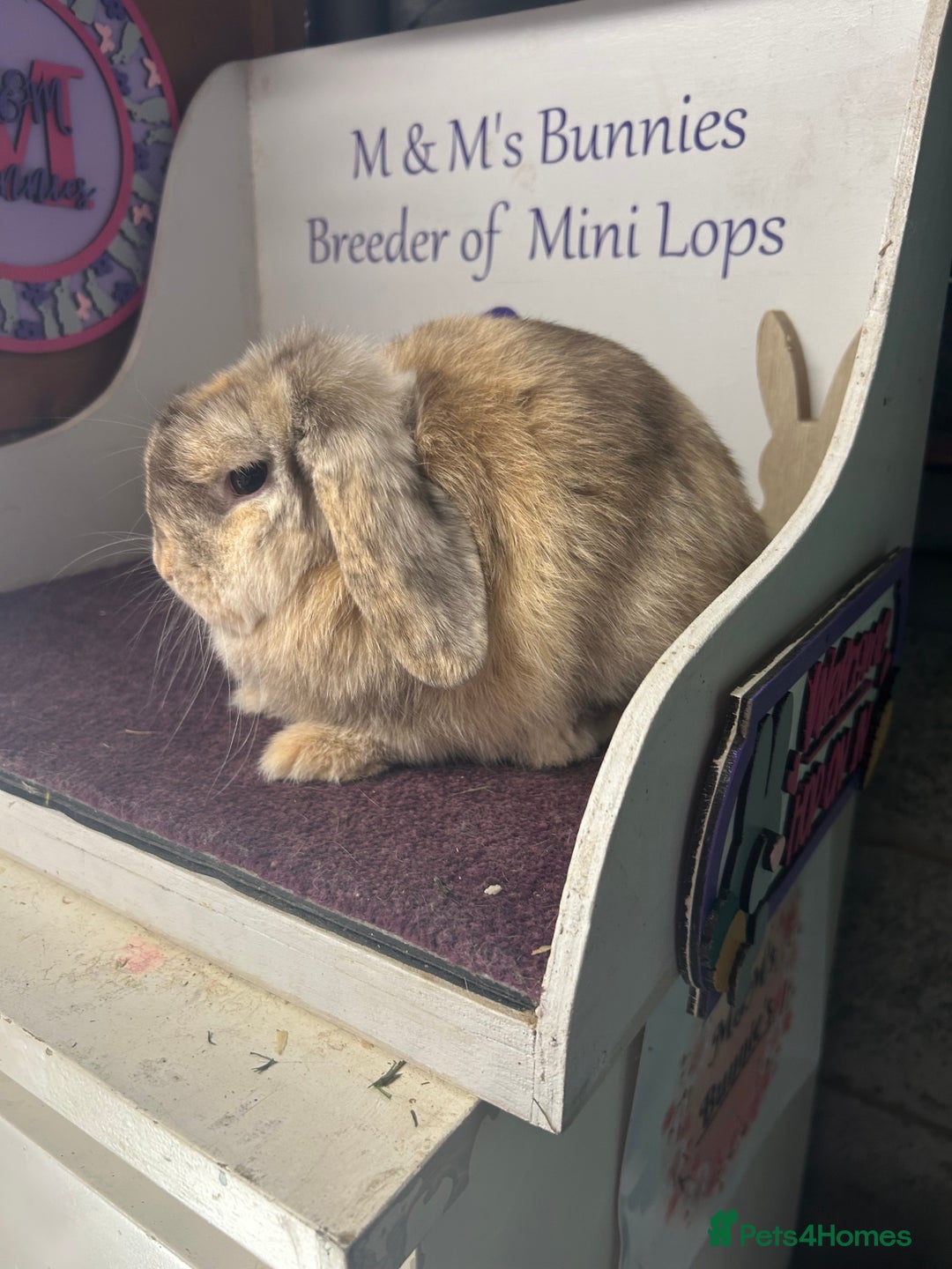 Mini Lop rabbits for sale: Lovely quality mini lop for she’s 5.5months  in Bristol - Image 3