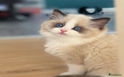 Ragdoll cats for sale: Champion Bloodline Seal Bicolour Ragdoll Girl - Image 9
