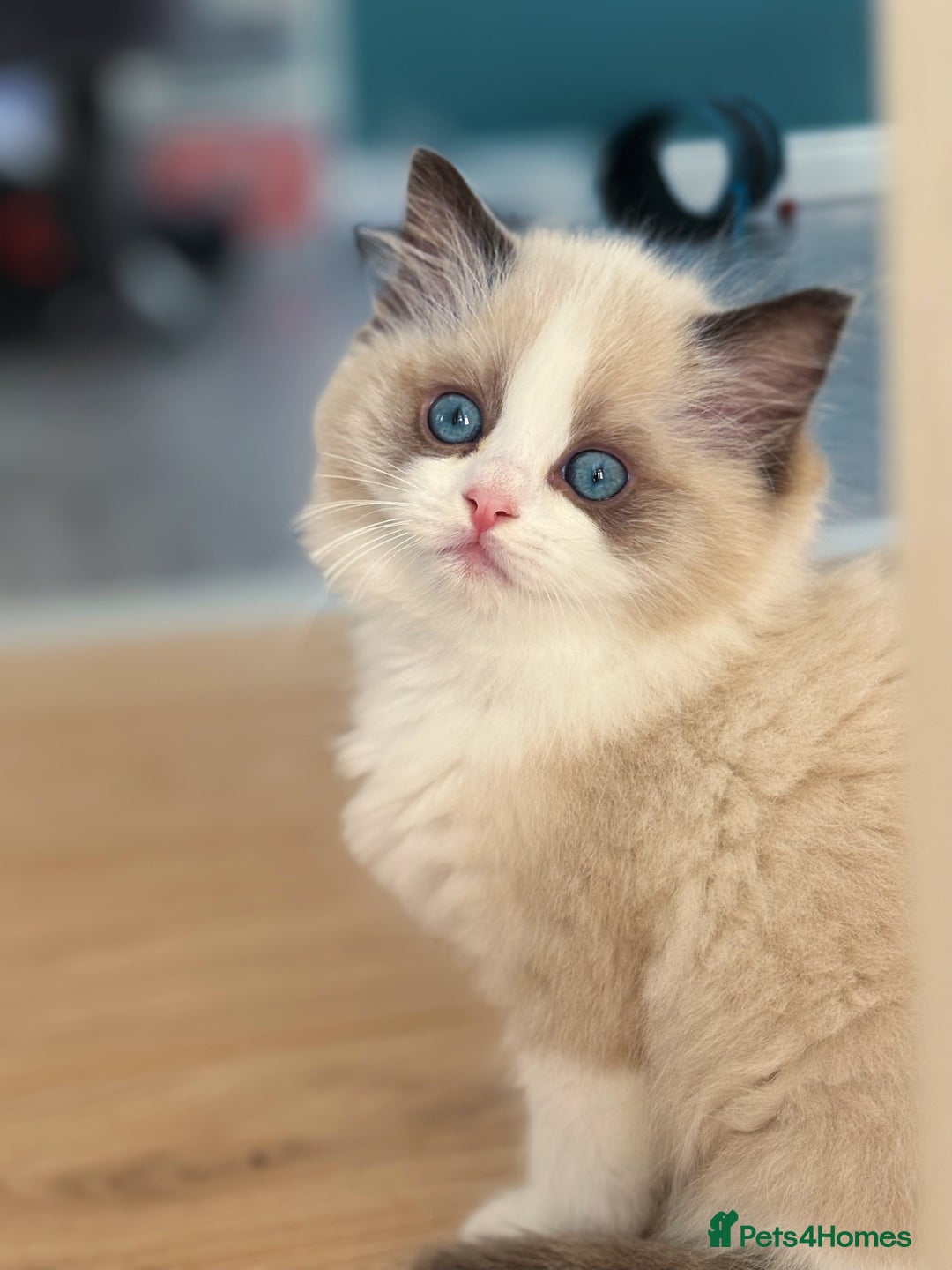 Ragdoll cats for sale: Champion Bloodline Seal Bicolour Ragdoll Girl - Image 9