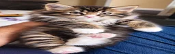 British Longhair cats for sale: Three Beautiful fluffy kittens in Worcester - Advert 3