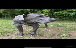 Great Dane dogs for sale: Great Dane pups our own 4th Generation  - Image 28