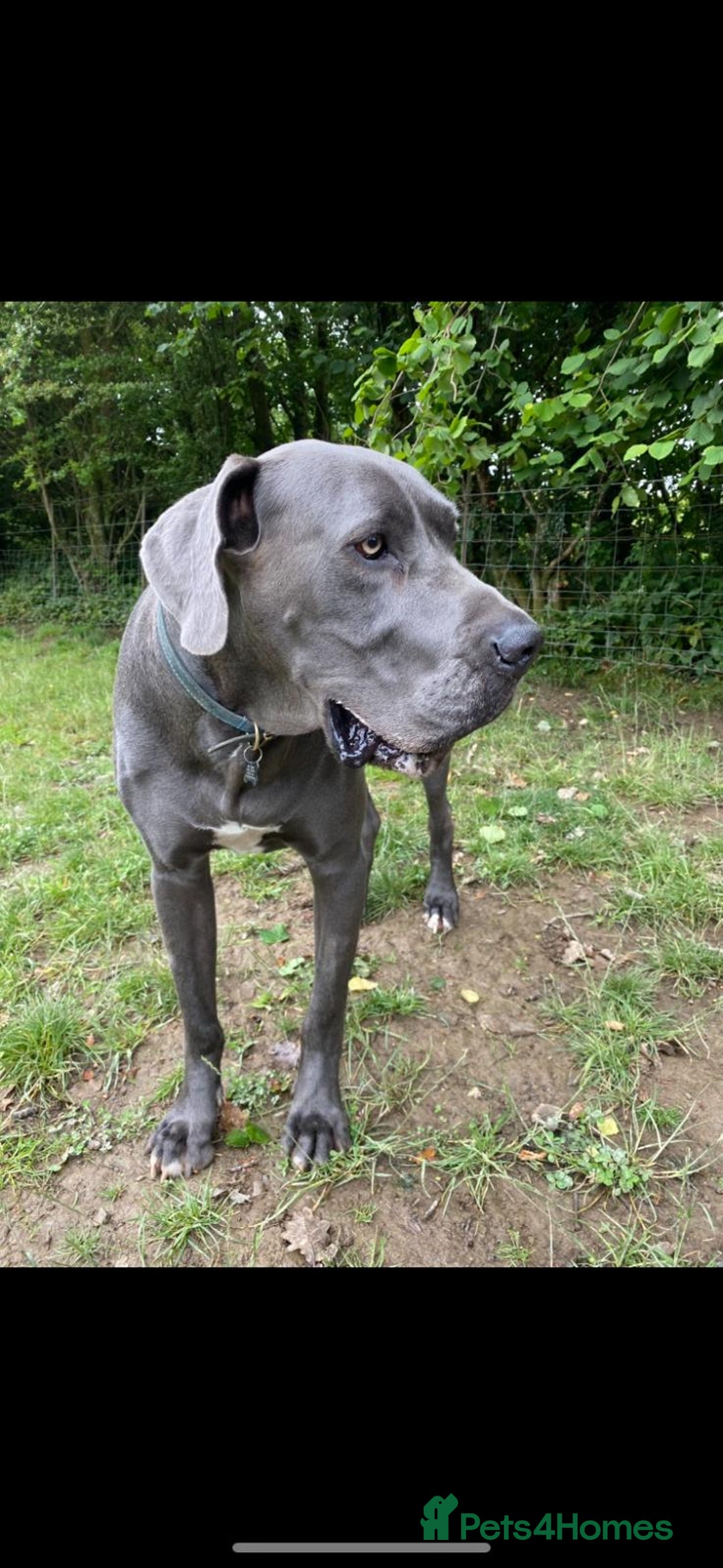 Great Dane dogs for sale: Great Dane pups our own 4th Generation  - Image 28