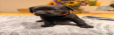Labrador Retriever 5 (Orange Collar)