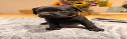 Labrador Retriever dogs for sale: Beautiful litter of Labrador Puppies  - Advert 26