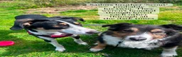 Mixed Breed dogs for adoption: Sailor Boy, 2 yrs approx. Available for adoption. in Brixham - Advert 5