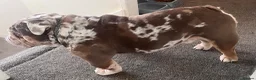 English Bulldog dogs for stud: Pedigree Lilac Merle English bulldog 🔥 Blue eyes  - Advert 3