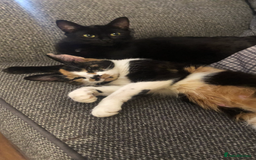 Mixed Breed cats for sale: Beautiful Female Cat - Image 6