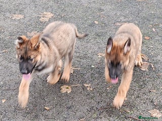 German Shepherd dogs German Shepherd Puppies - Advert 2