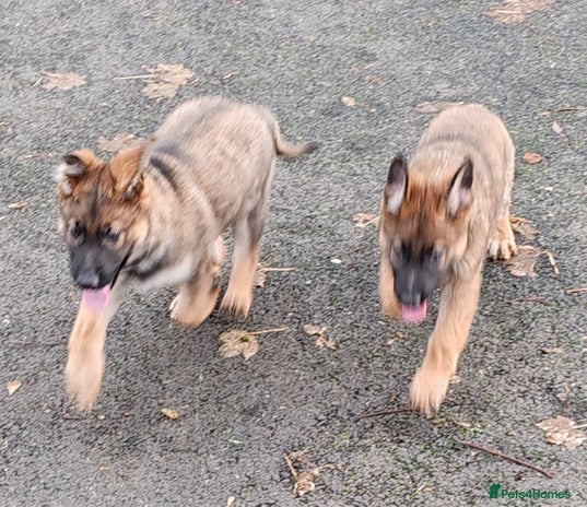 German Shepherd dogs German Shepherd Puppies - Advert 1