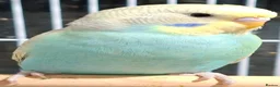 Budgerigars birds for sale: Budgies for sale Birmingham  - Advert 13