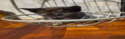 Mixed Breed cats for sale: Gorgeous tortoiseshell and tabby kittens - Advert 6