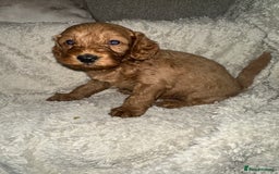 Cockapoo dogs for sale: Unique cockapoo babies 🧸 - Image 5