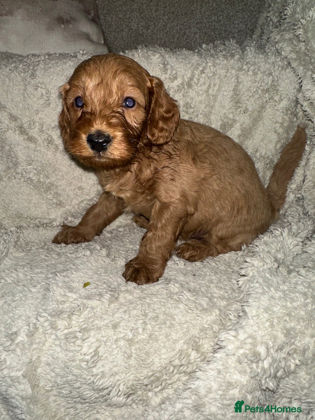 Cockapoo dogs for sale: Unique cockapoo babies 🧸 - Image 5