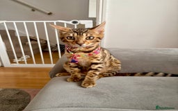 Bengal cats for sale: Bengal female  - Image 2