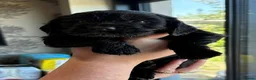 Cocker Spaniel dogs for sale: Working Cocker Spaniel Pups in Laurencekirk - Advert 6