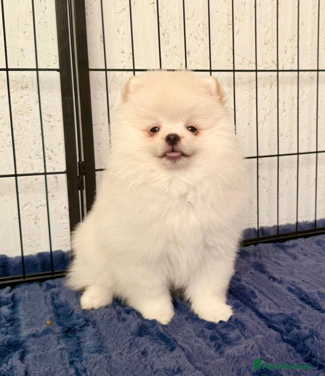 Pomeranian dogs for sale: 🐾✨ Rare White Extra Tiny Size Pomeranian Puppies  - Image 4