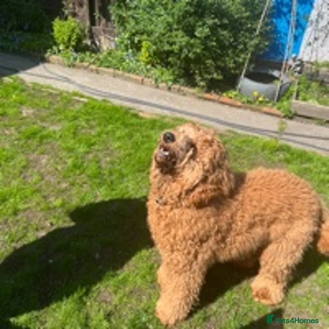 Goldendoodle dogs for stud: Goldendoodle Standard size (proven)  in Manchester - Advert 4