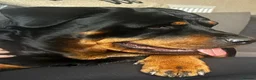 Rottweiler dogs for sale: 3 beautiful Rottweiler girl puppies available!  - Advert 10