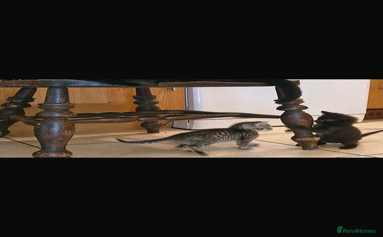 Bengal cats - Advert 1